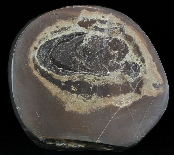 Polished Fish Coprolite (Fossil Poo) - Scotland #50467